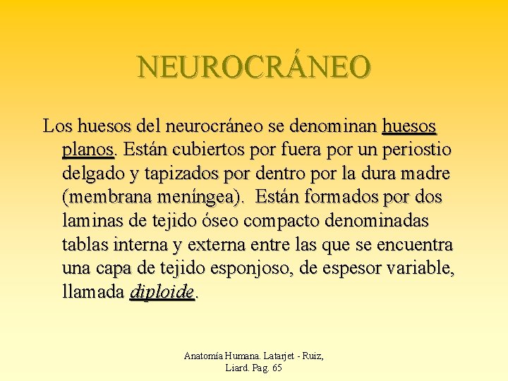 NEUROCRÁNEO Los huesos del neurocráneo se denominan huesos planos. Están cubiertos por fuera por