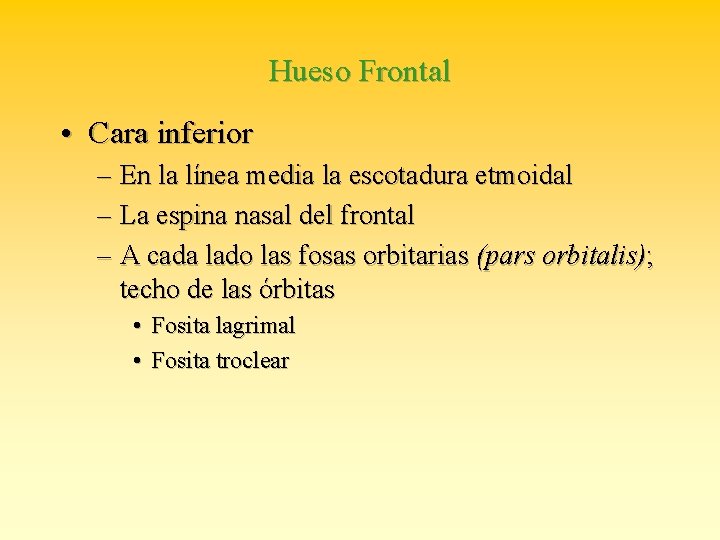 Hueso Frontal • Cara inferior – En la línea media la escotadura etmoidal –