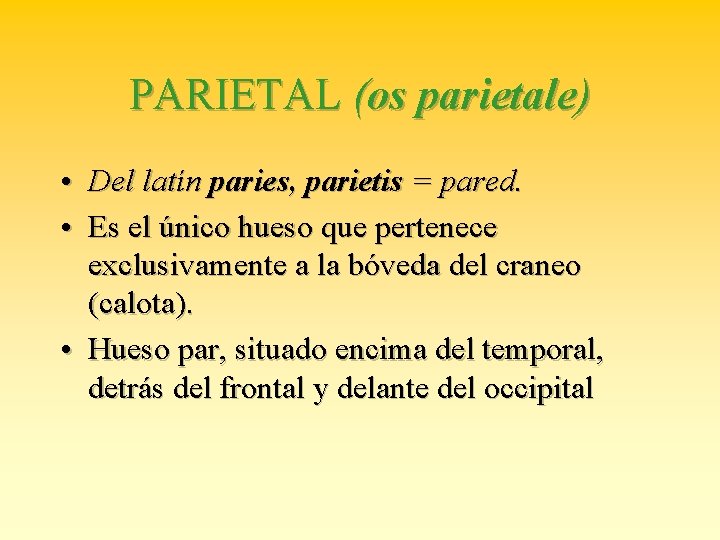 PARIETAL (os parietale) • Del latín paries, parietis = pared. • Es el único