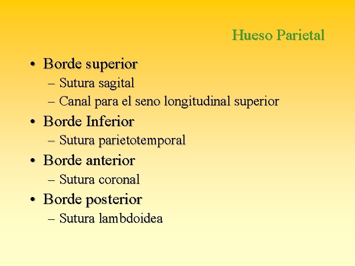 Hueso Parietal • Borde superior – Sutura sagital – Canal para el seno longitudinal
