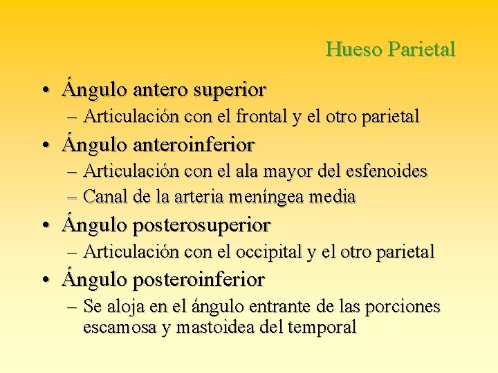 Hueso Parietal • Ángulo antero superior – Articulación con el frontal y el otro