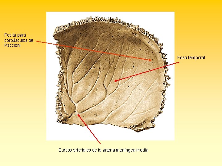 Fosita para corpúsculos de Paccioni Fosa temporal Surcos arteriales de la arteria meníngea media