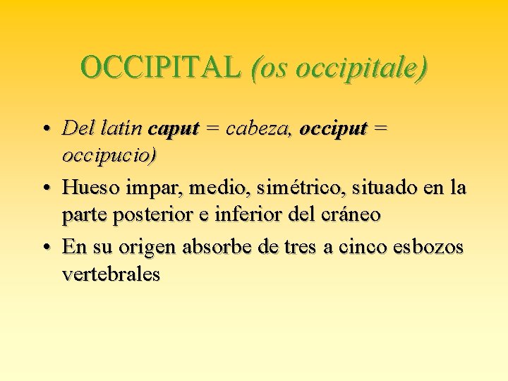 OCCIPITAL (os occipitale) • Del latín caput = cabeza, occiput = occipucio) • Hueso