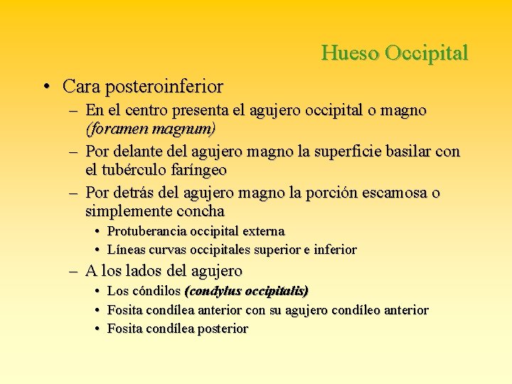 Hueso Occipital • Cara posteroinferior – En el centro presenta el agujero occipital o
