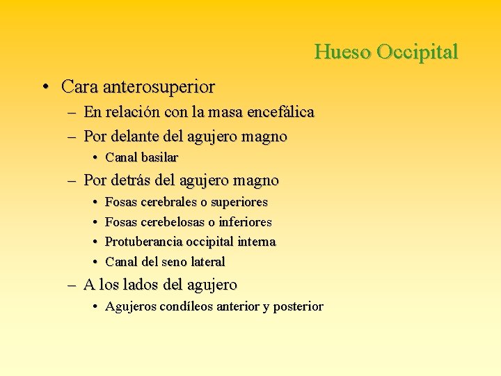 Hueso Occipital • Cara anterosuperior – En relación con la masa encefálica – Por