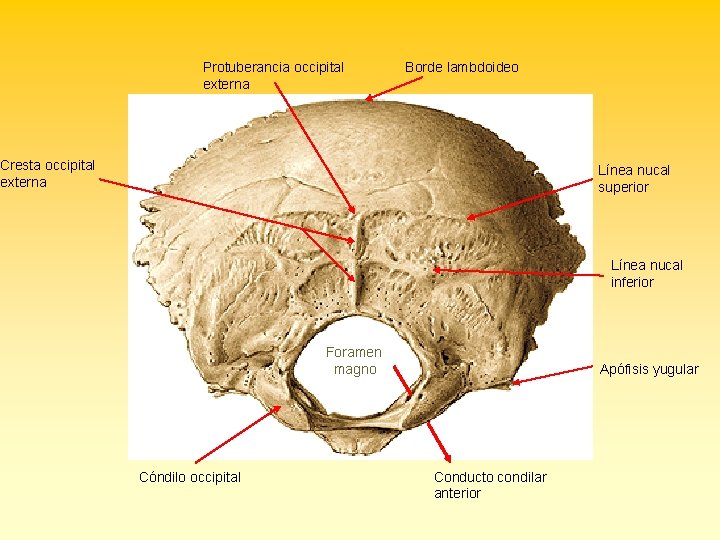 Protuberancia occipital externa Borde lambdoideo Cresta occipital externa Línea nucal superior Línea nucal inferior