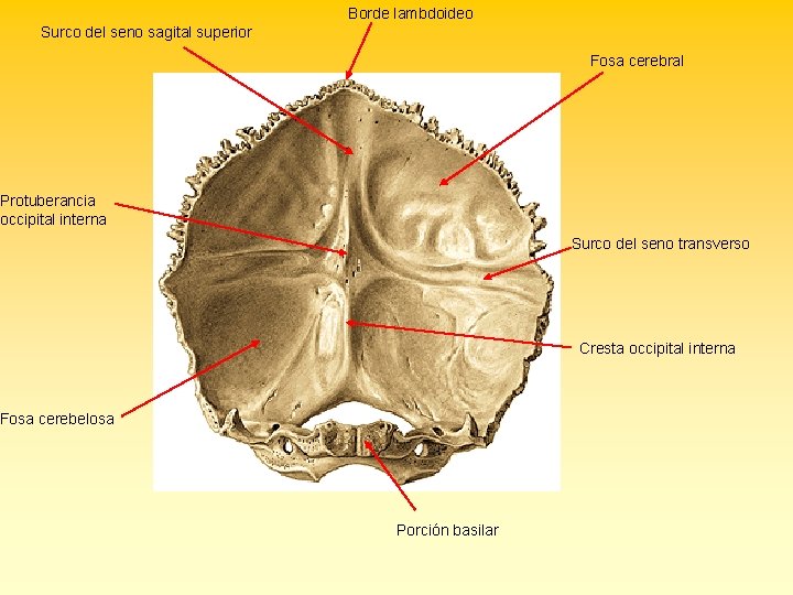 Borde lambdoideo Surco del seno sagital superior Fosa cerebral Protuberancia occipital interna Surco del