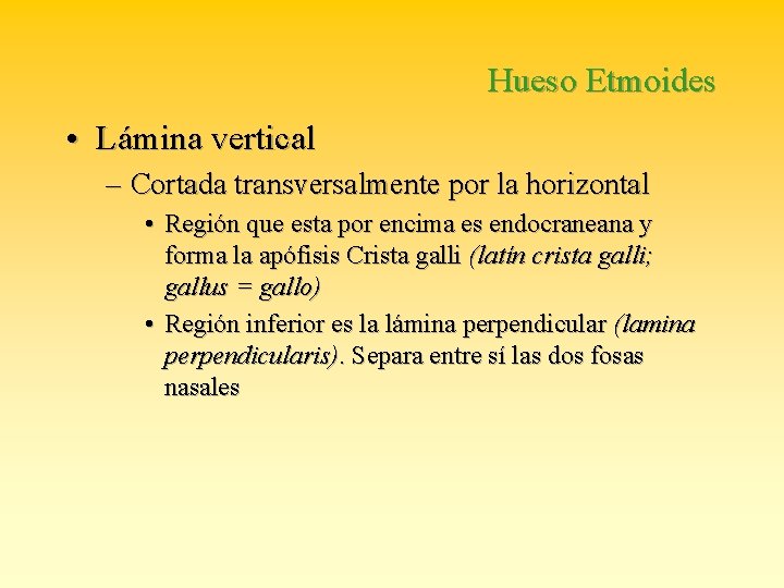 Hueso Etmoides • Lámina vertical – Cortada transversalmente por la horizontal • Región que