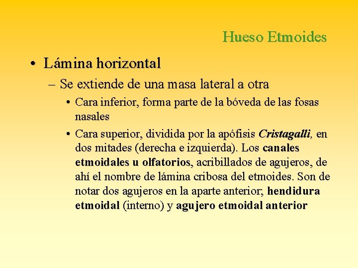 Hueso Etmoides • Lámina horizontal – Se extiende de una masa lateral a otra