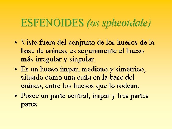 ESFENOIDES (os spheoidale) • Visto fuera del conjunto de los huesos de la base