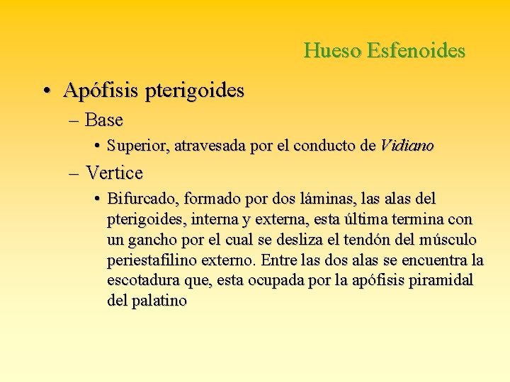 Hueso Esfenoides • Apófisis pterigoides – Base • Superior, atravesada por el conducto de