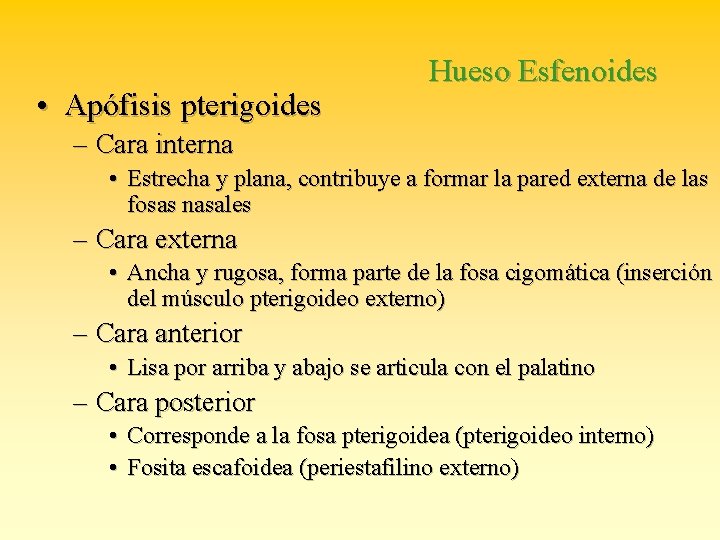  • Apófisis pterigoides Hueso Esfenoides – Cara interna • Estrecha y plana, contribuye