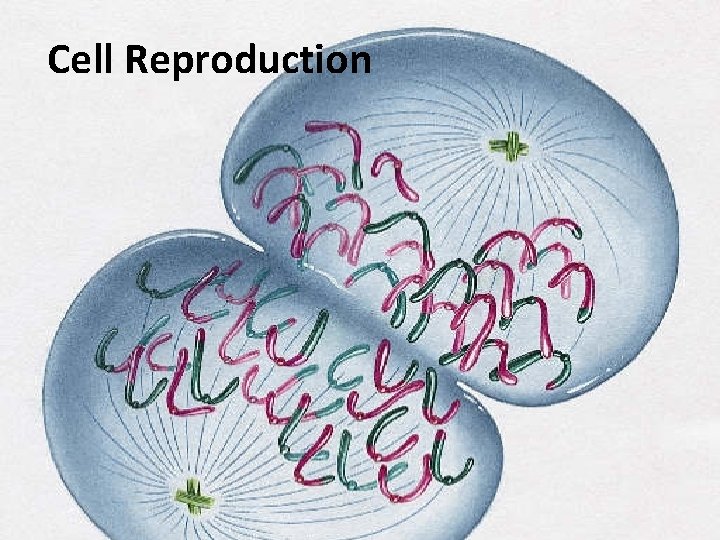 Cell Reproduction 