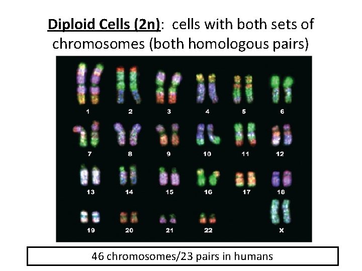 Diploid Cells (2 n): cells with both sets of chromosomes (both homologous pairs) 46
