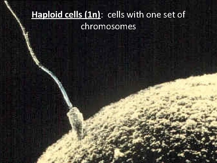 Haploid cells (1 n): cells with one set of chromosomes 