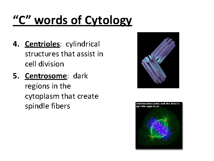 “C” words of Cytology 4. Centrioles: cylindrical structures that assist in cell division 5. “C” words of Cytology 4. Centrioles: cylindrical structures that assist in cell division 5.