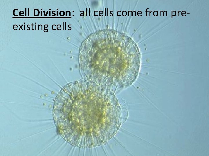 Cell Division: all cells come from preexisting cells 