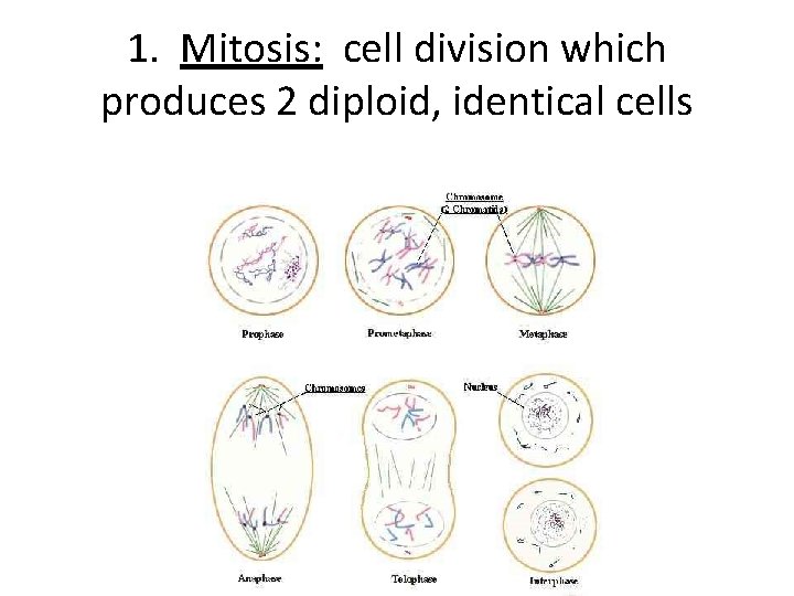 1. Mitosis: cell division which produces 2 diploid, identical cells 