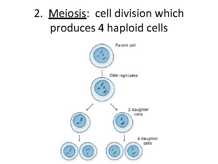 2. Meiosis: cell division which produces 4 haploid cells 