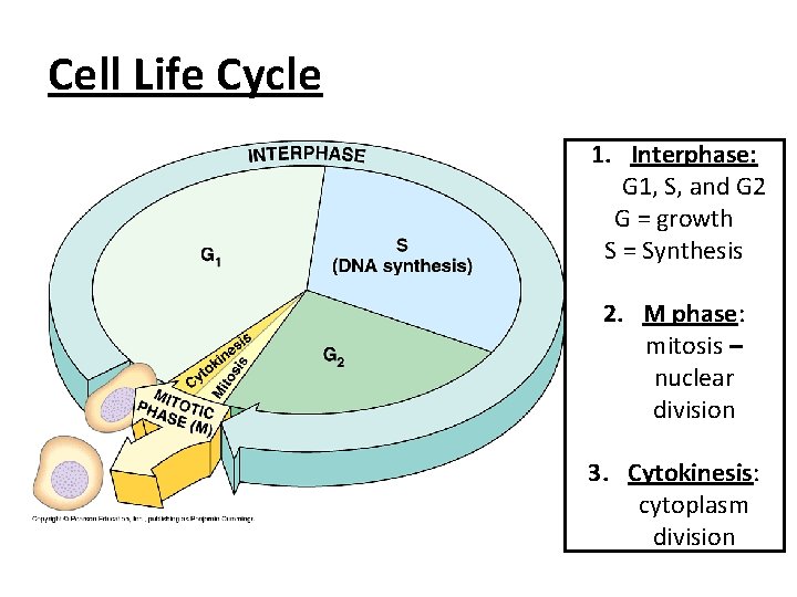 Cell Life Cycle 1. Interphase: G 1, S, and G 2 G = growth