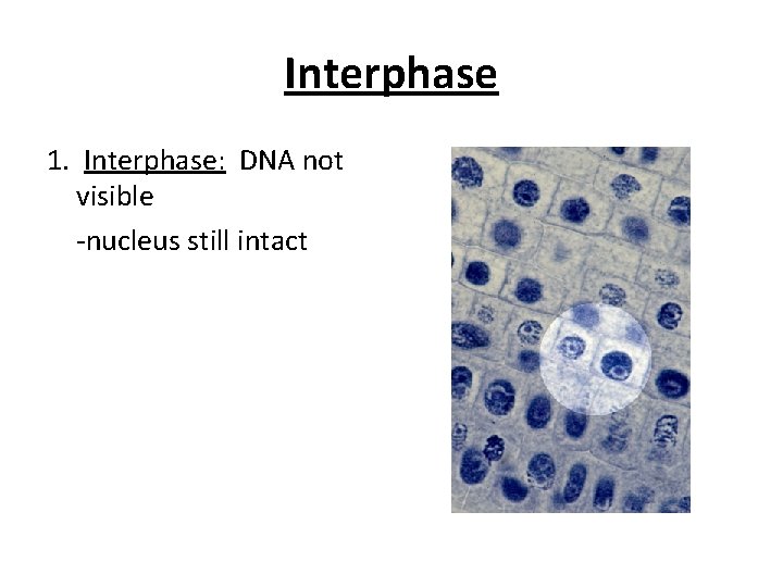 Interphase 1. Interphase: DNA not visible -nucleus still intact 