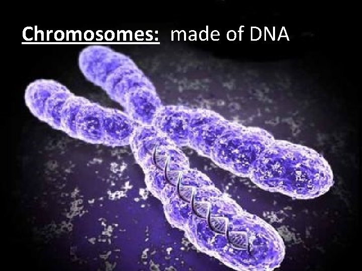 Chromosomes: made of DNA 