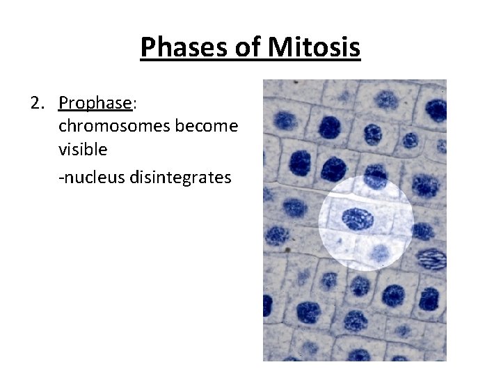Phases of Mitosis 2. Prophase: chromosomes become visible -nucleus disintegrates 