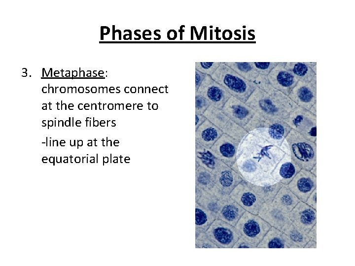 Phases of Mitosis 3. Metaphase: chromosomes connect at the centromere to spindle fibers -line