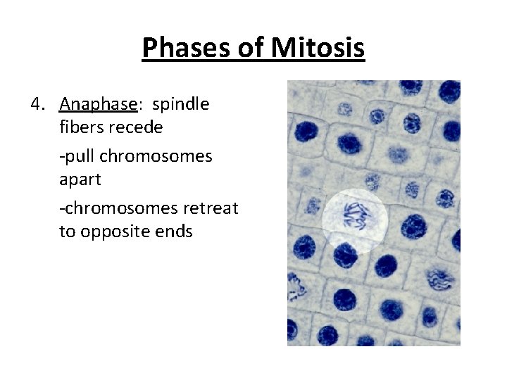 Phases of Mitosis 4. Anaphase: spindle fibers recede -pull chromosomes apart -chromosomes retreat to