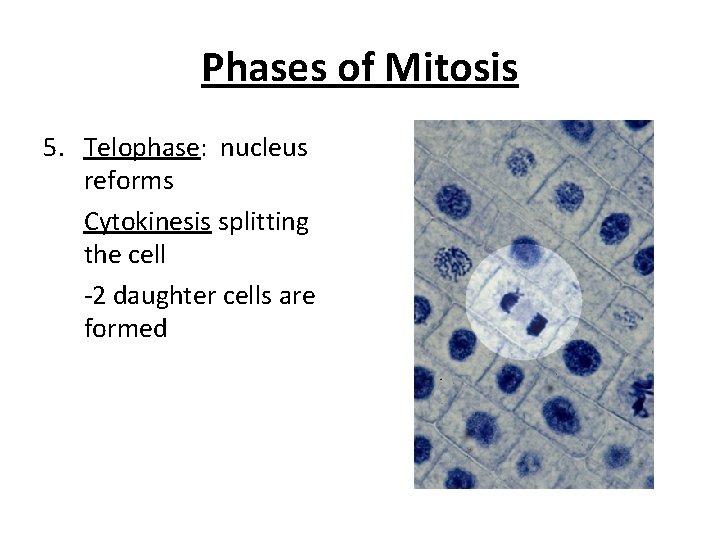 Phases of Mitosis 5. Telophase: nucleus reforms Cytokinesis splitting the cell -2 daughter cells