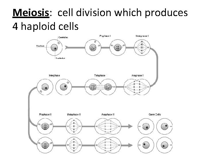 Meiosis: cell division which produces 4 haploid cells 