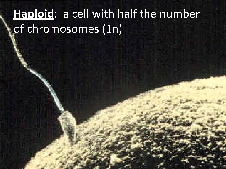 Haploid: a cell with half the number of chromosomes (1 n) 