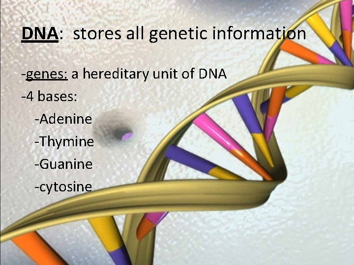 DNA: stores all genetic information -genes: a hereditary unit of DNA -4 bases: -Adenine