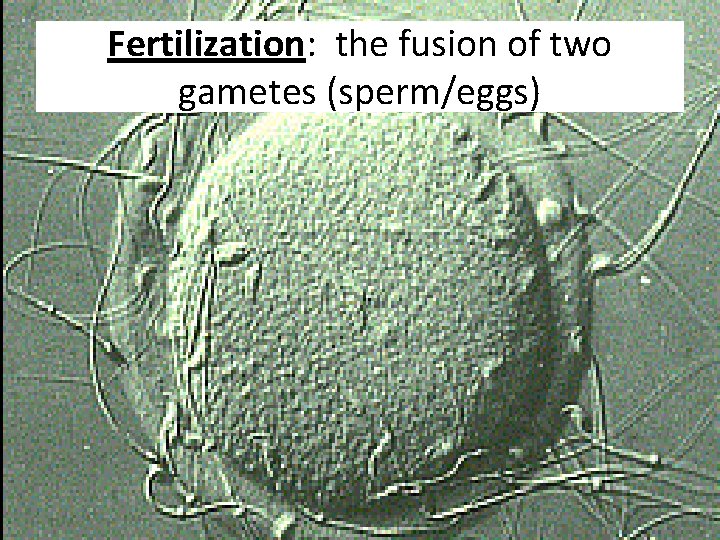 Fertilization: the fusion of two gametes (sperm/eggs) 