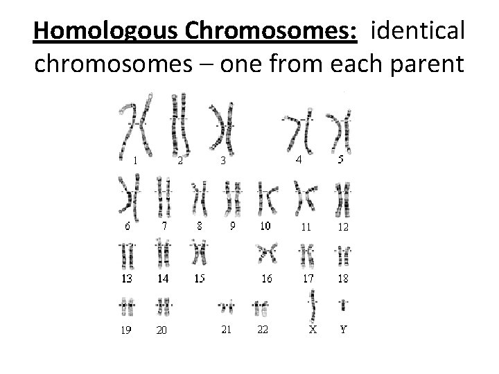 Homologous Chromosomes: identical chromosomes – one from each parent 