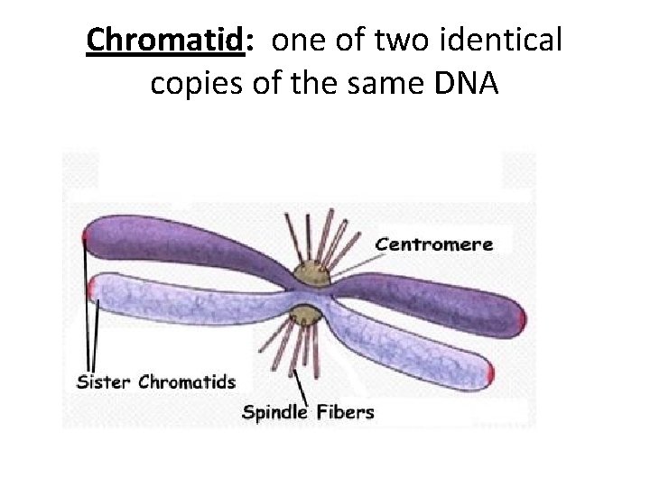 Chromatid: one of two identical copies of the same DNA 