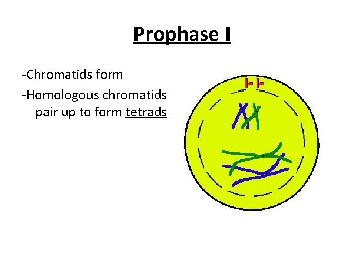Prophase I -Chromatids form -Homologous chromatids pair up to form tetrads 