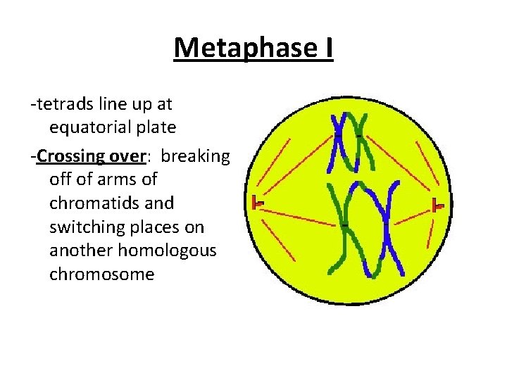 Metaphase I -tetrads line up at equatorial plate -Crossing over: breaking off of arms