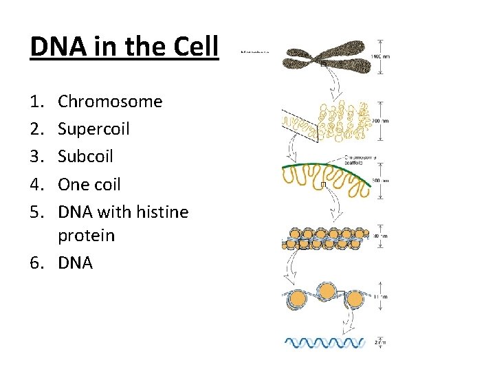 DNA in the Cell 1. 2. 3. 4. 5. Chromosome Supercoil Subcoil One coil