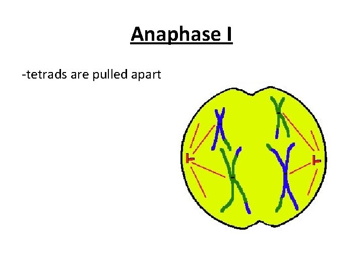 Anaphase I -tetrads are pulled apart 
