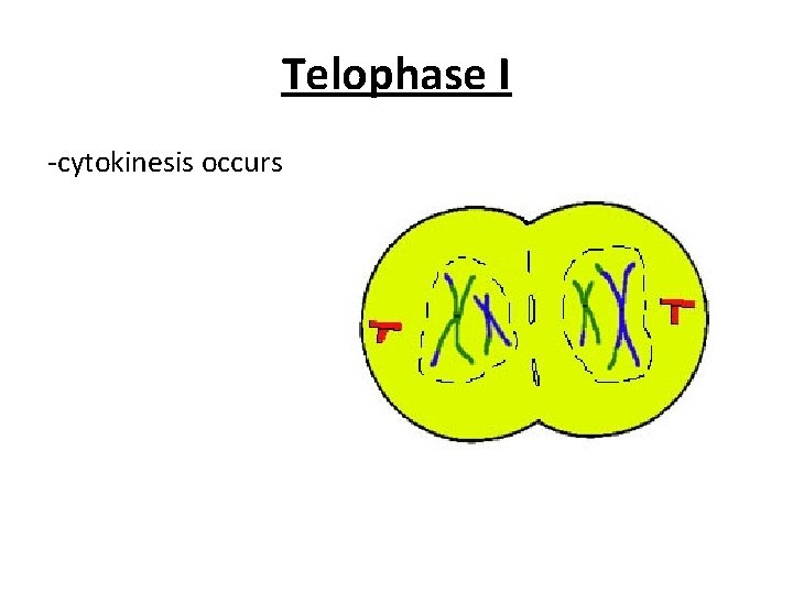 Telophase I -cytokinesis occurs 