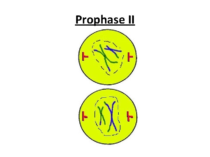 Prophase II 