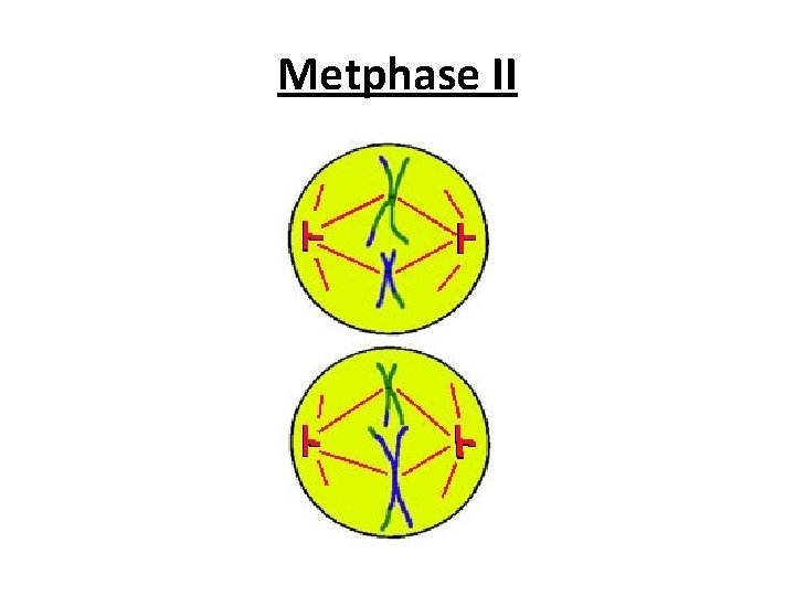 Metphase II 