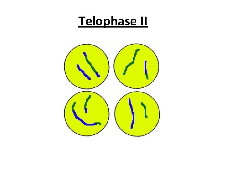 Telophase II 