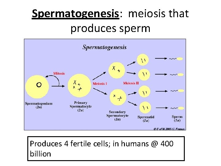 Spermatogenesis: meiosis that produces sperm Produces 4 fertile cells; in humans @ 400 billion