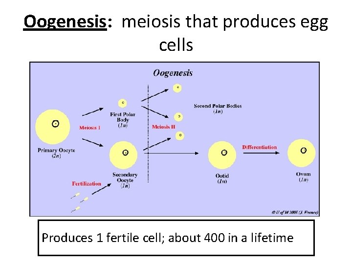 Oogenesis: meiosis that produces egg cells Produces 1 fertile cell; about 400 in a