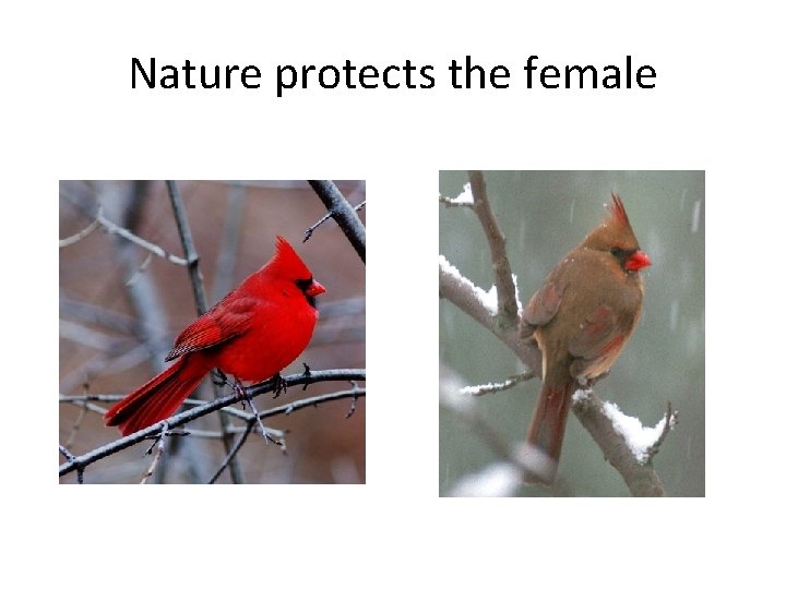 Nature protects the female 