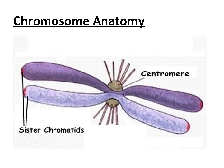 Chromosome Anatomy 