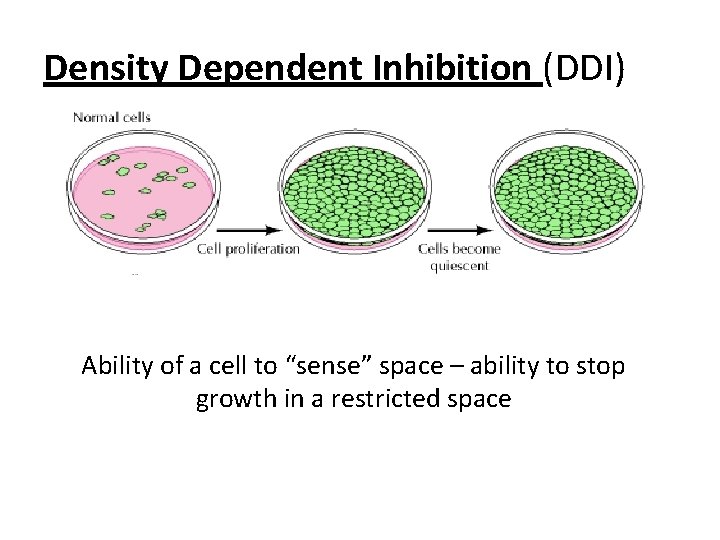 Density Dependent Inhibition (DDI) Ability of a cell to “sense” space – ability to