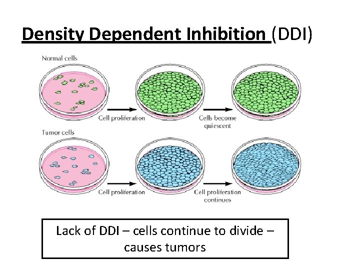 Density Dependent Inhibition (DDI) Lack of DDI – cells continue to divide – causes